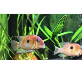 Guianacara Owroewefi