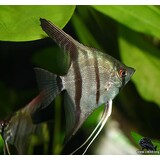 Pterophyllum scalare grijs