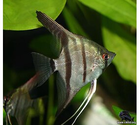 Pterophyllum scalare grijs