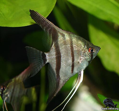 Pterophyllum scalare grijs