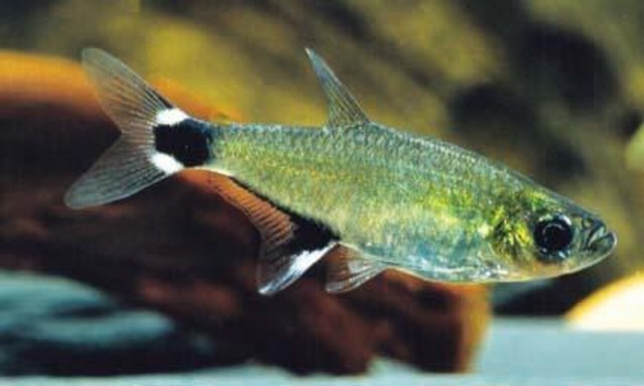 Aphyocharax Paraguayensis