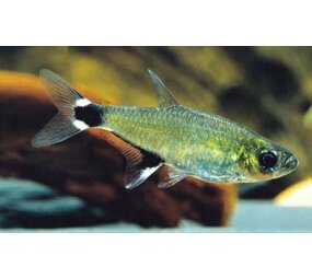 Aphyocharax Paraguayensis