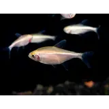 HYPESSOBRYCON HERBERT AXELRODI ALBINO