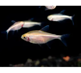 HYPESSOBRYCON HERBERT AXELRODI ALBINO