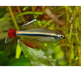 TANICHTHYS MICAGEMMAE TANICHTHYS MICAGEMMAE
