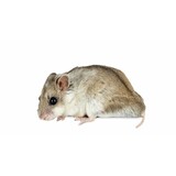 Overbeek CHINESE DWERG HAMSTER