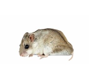 Overbeek CHINESE DWERG HAMSTER Overbeek CHINESE DWERG HAMSTER