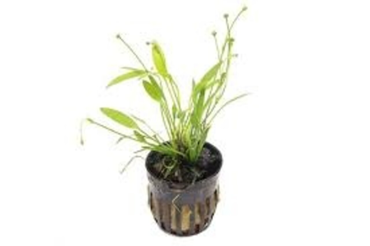 Moerings Echinodorus Tenellus Pot Moerings Echinodorus Tenellus Pot