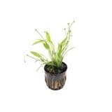 Moerings Echinodorus Tenellus Pot