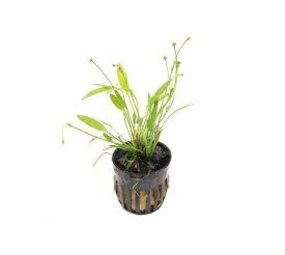 Moerings Echinodorus Tenellus Pot Moerings Echinodorus Tenellus Pot
