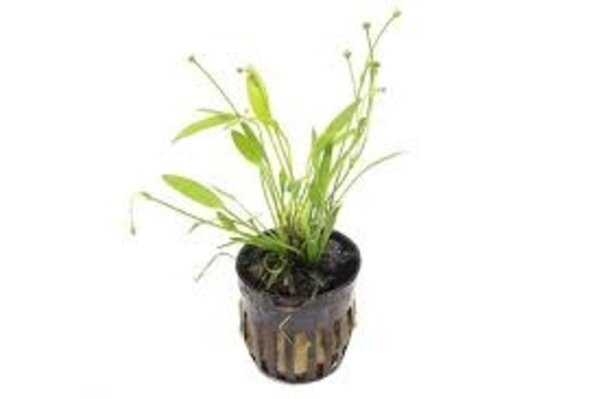 Moerings Echinodorus Tenellus Pot Moerings Echinodorus Tenellus Pot