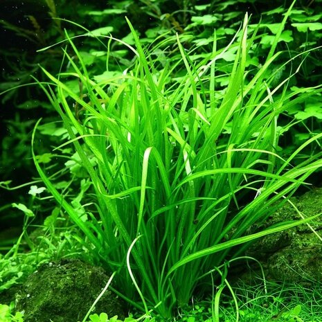 Moerings Echinodorus Tenellus Pot Moerings Echinodorus Tenellus Pot