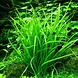 Moerings Echinodorus Tenellus Pot Moerings Echinodorus Tenellus Pot