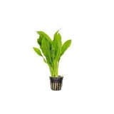Moerings Echinodorus paniculatus amazone pot