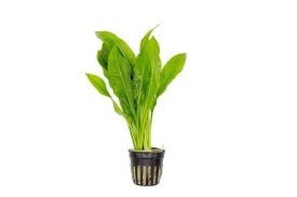 Moerings Echinodorus paniculatus amazone pot Moerings Echinodorus paniculatus amazone pot