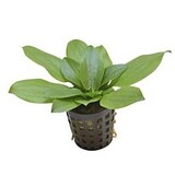 Moerings Echinodorus gabrielli pot
