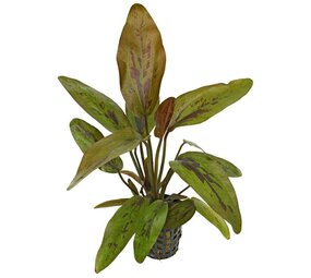 Moerings Echinodorus altlandsberg pot Moerings Echinodorus altlandsberg pot