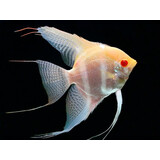 Pterophyllum Scalare Red Back Gold/Albino Pterophyllum Scalare Red Back Gold/Albino
