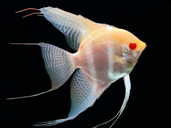Pterophyllum Scalare Red Back Gold/Albino Pterophyllum Scalare Red Back Gold/Albino