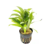 Moerings Hygrophila Angustifolia pot