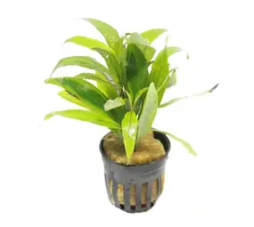 Moerings Hygrophila Angustifolia pot Moerings Hygrophila Angustifolia pot