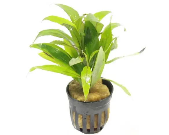 Moerings Hygrophila Angustifolia pot Moerings Hygrophila Angustifolia pot