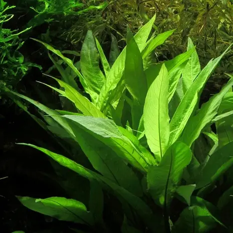 Moerings Hygrophila Angustifolia pot Moerings Hygrophila Angustifolia pot