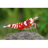 CARIDINA RED FANCY TIGER