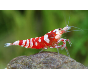 CARIDINA RED FANCY TIGER