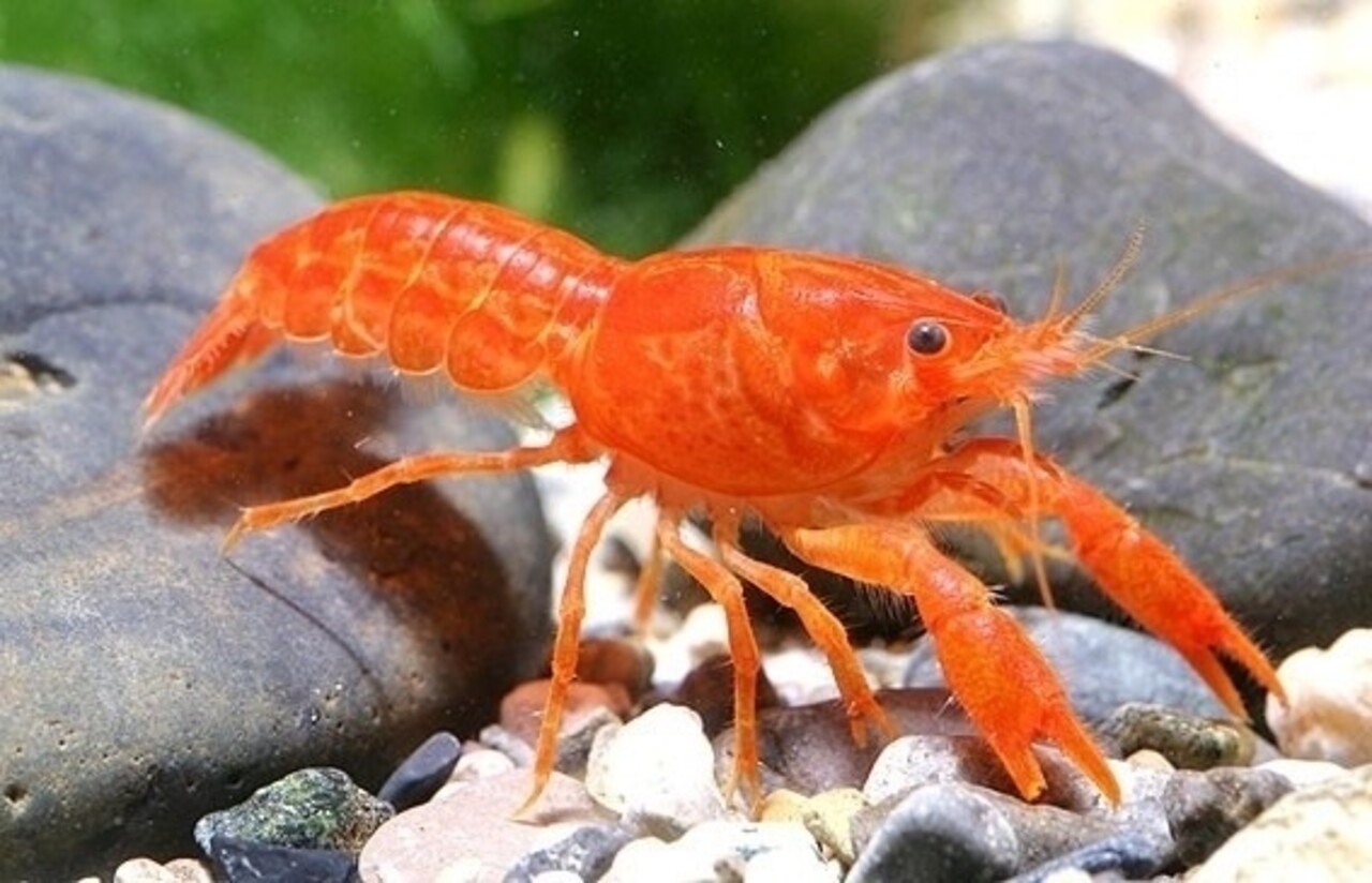 Cambarellus Oatzcuarensis CPO kreeft