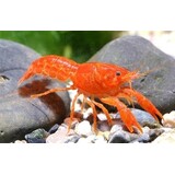 Cambarellus Oatzcuarensis CPO kreeft