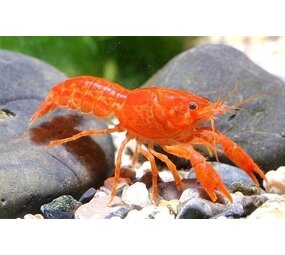 Cambarellus Oatzcuarensis CPO kreeft