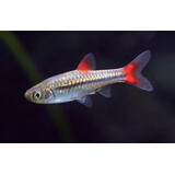 Rasbora Borapotensis Rasbora Borapotensis