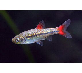Rasbora Borapotensis Rasbora Borapotensis
