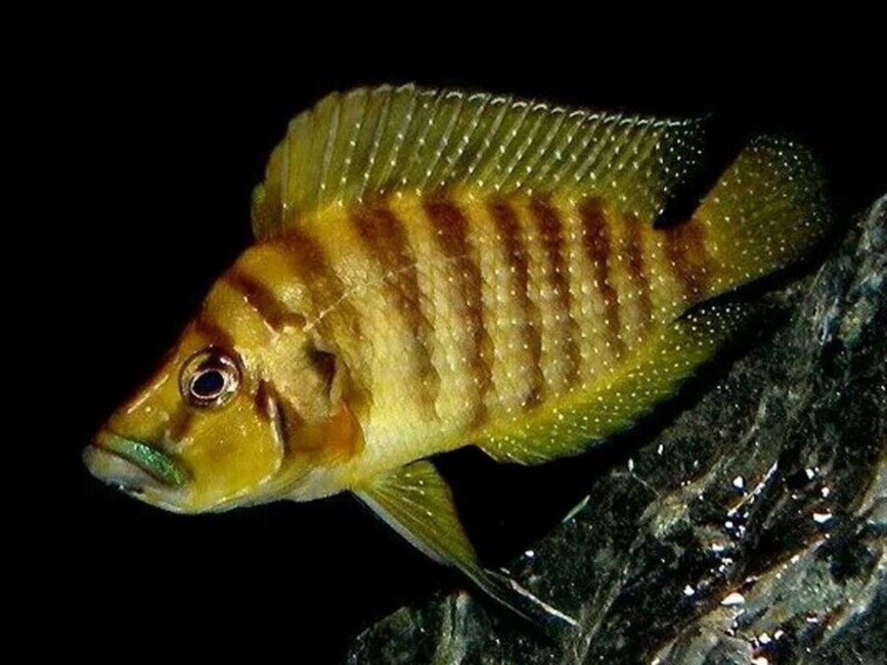 Altolamprologus Compressiceps Chaitika Gold
