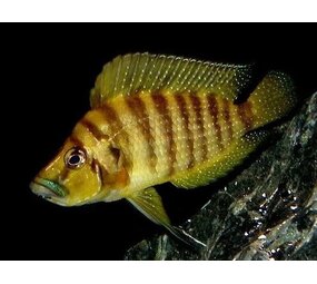 Altolamprologus Compressiceps Chaitika Gold