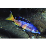 Cyprichromis leptosoma jumbo kitumba