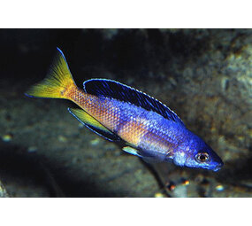 Cyprichromis leptosoma jumbo kitumba