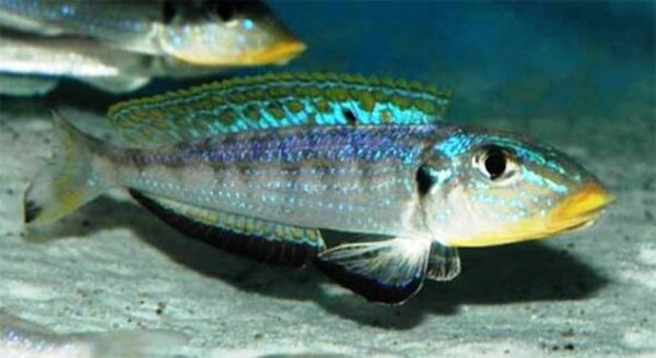 Enantiopus kilesa Enantiopus kilesa