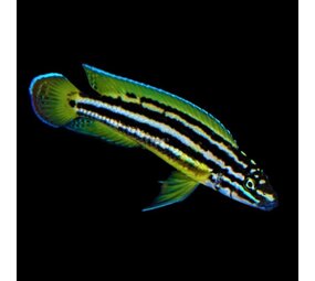 Julidochromis regani Nsumbu