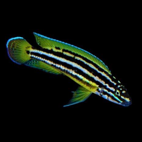 Julidochromis regani Nsumbu