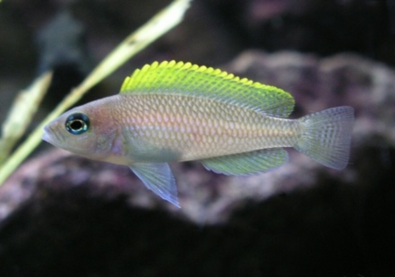 Lamprologus Caudopunctatus