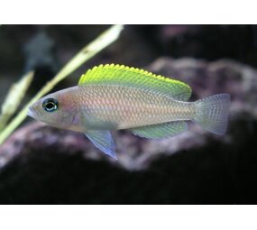 Lamprologus Caudopunctatus