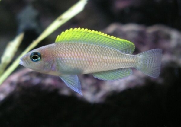 Lamprologus Caudopunctatus