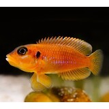 Lamprologus Ocellatus Orange