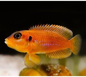 Lamprologus Ocellatus Orange