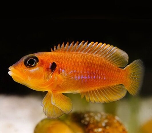 Lamprologus Ocellatus Orange