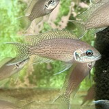 Neolamprologus brichardi bemba