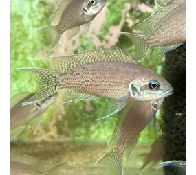 Neolamprologus brichardi bemba