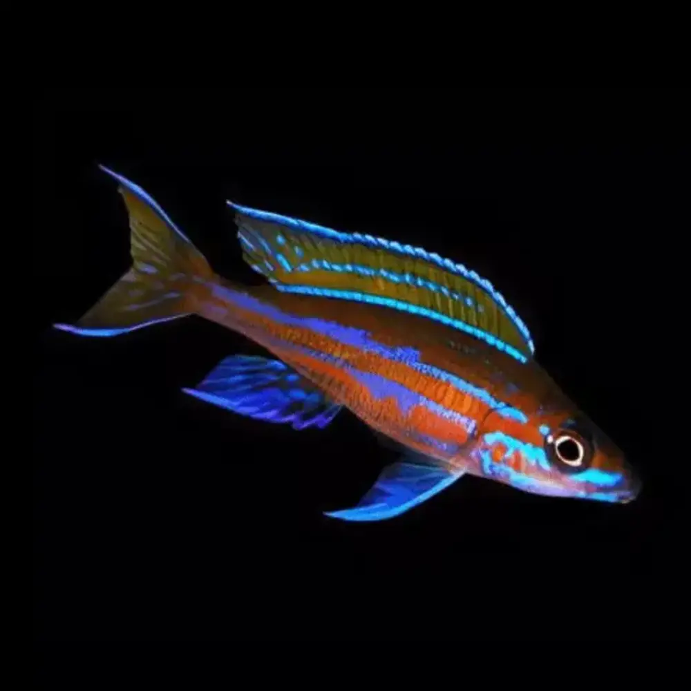 Paracyprichromis nigripinnis blue neon